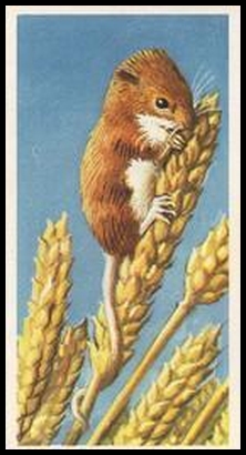 35 The Harvest Mouse
